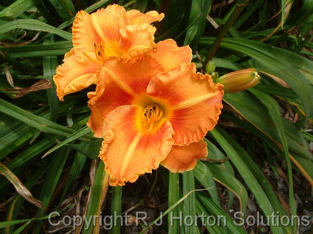 Daylily Orange